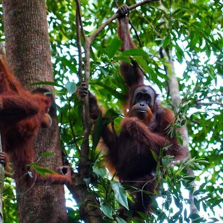 Sumatra Orangutan Discovery Villa Bukit Lawang Extérieur photo