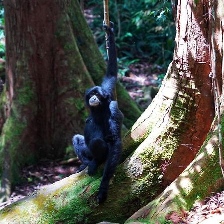 Sumatra Orangutan Discovery Villa Bukit Lawang Extérieur photo