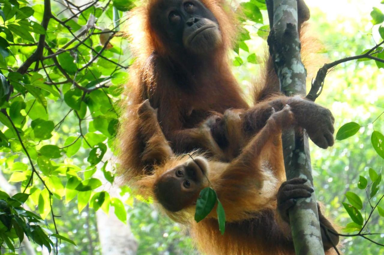 Sumatra Orangutan Discovery Villa Bukit Lawang Extérieur photo