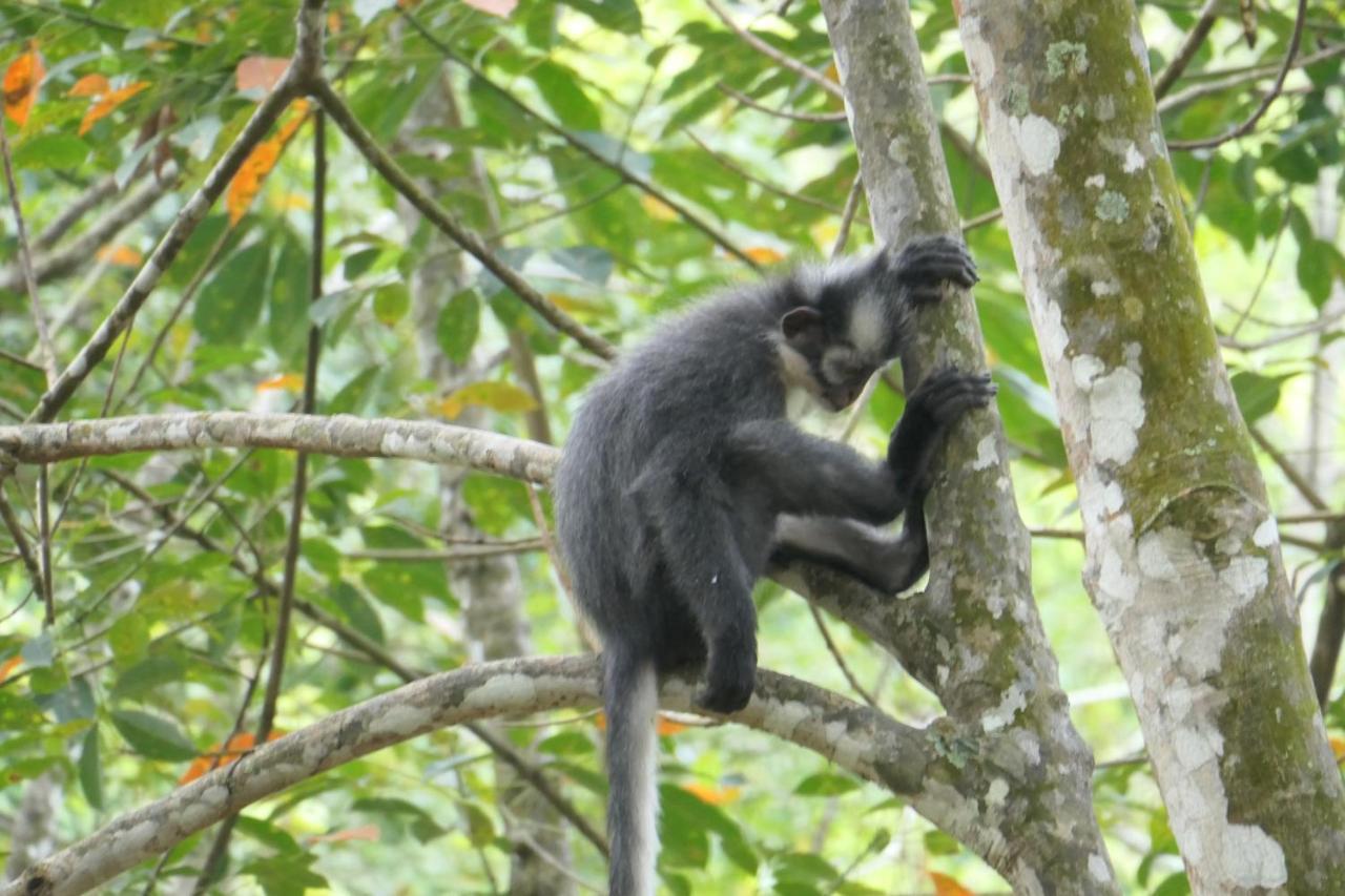 Sumatra Orangutan Discovery Villa Bukit Lawang Extérieur photo