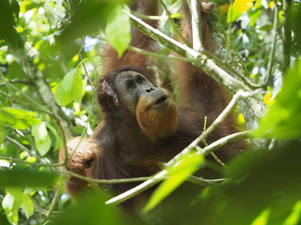 Sumatra Orangutan Discovery Villa Bukit Lawang Extérieur photo