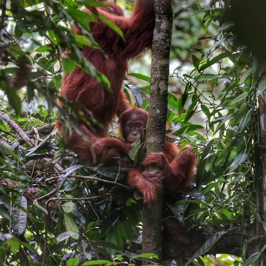 Sumatra Orangutan Discovery Villa Bukit Lawang Extérieur photo