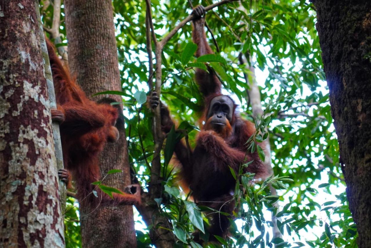 Sumatra Orangutan Discovery Villa Bukit Lawang Extérieur photo