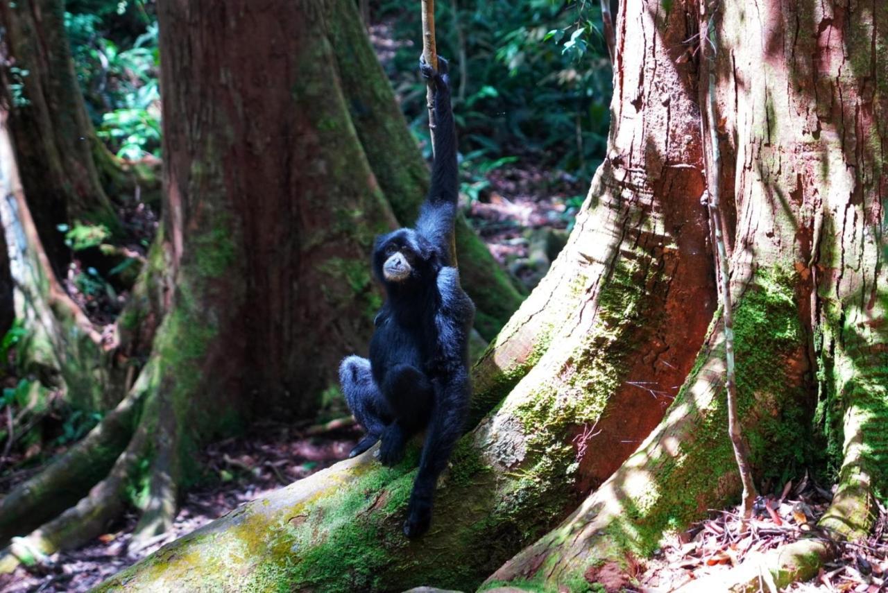 Sumatra Orangutan Discovery Villa Bukit Lawang Extérieur photo